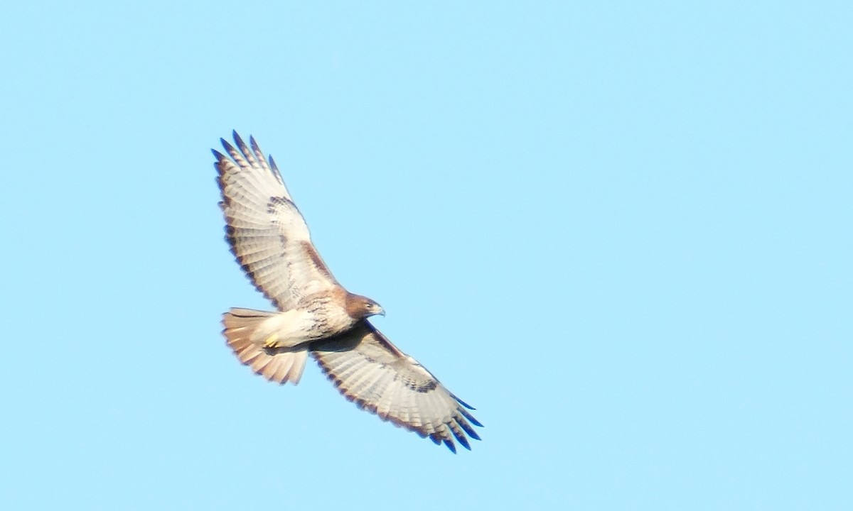 Red-tailed Hawk - ML647262535