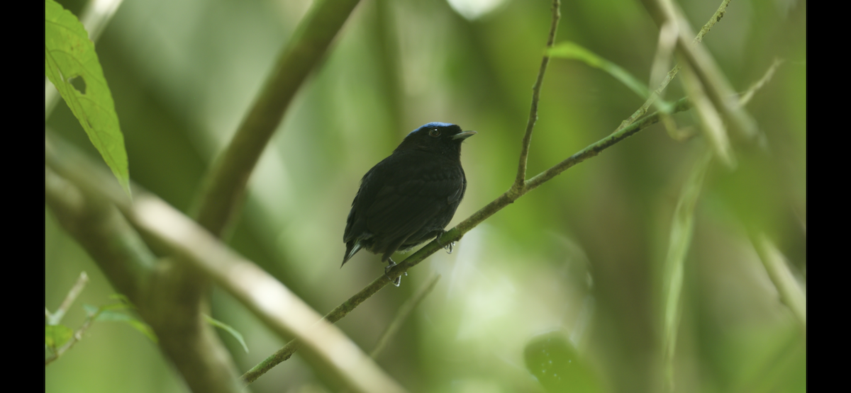 safirkronemanakin - ML647262537