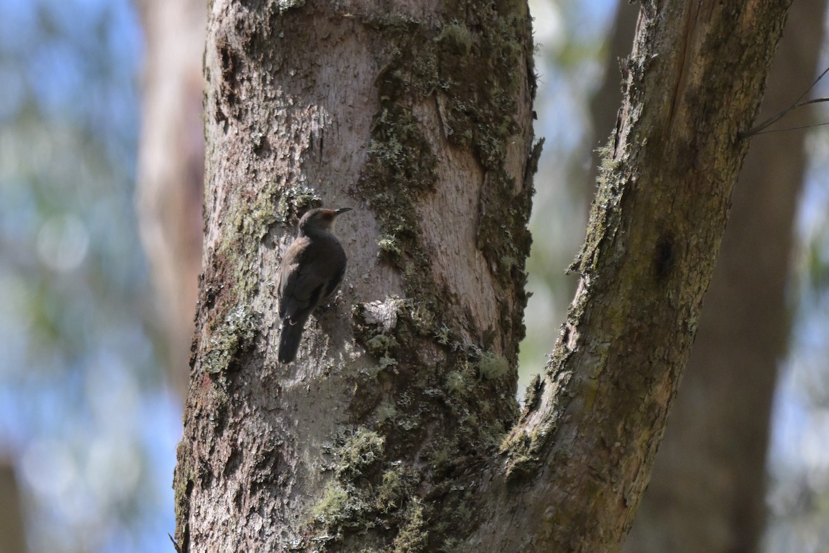 Red-browed Treecreeper - ML647262538