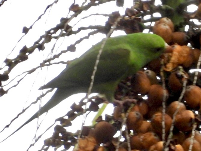 オナガミドリインコ - ML647262541