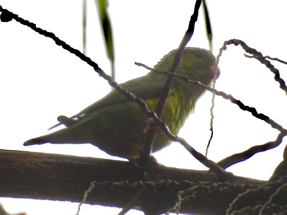 オナガミドリインコ - ML647262542