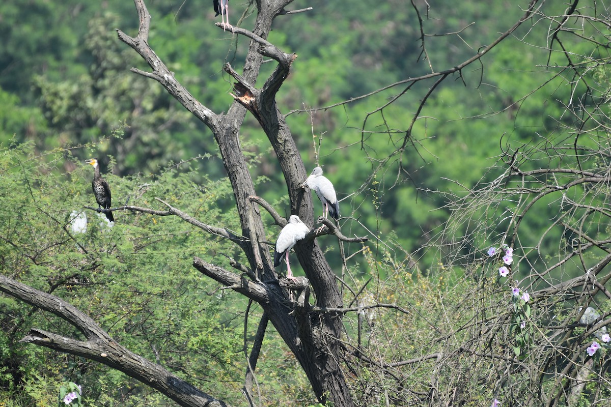 Asian Openbill - ML647262557