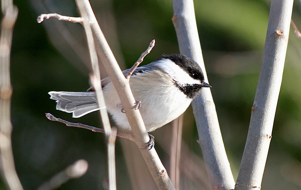 Black-capped Chickadee - ML647262570
