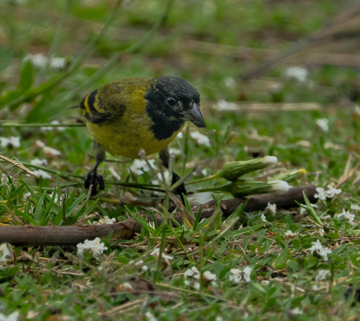 Hooded Siskin - ML647262588