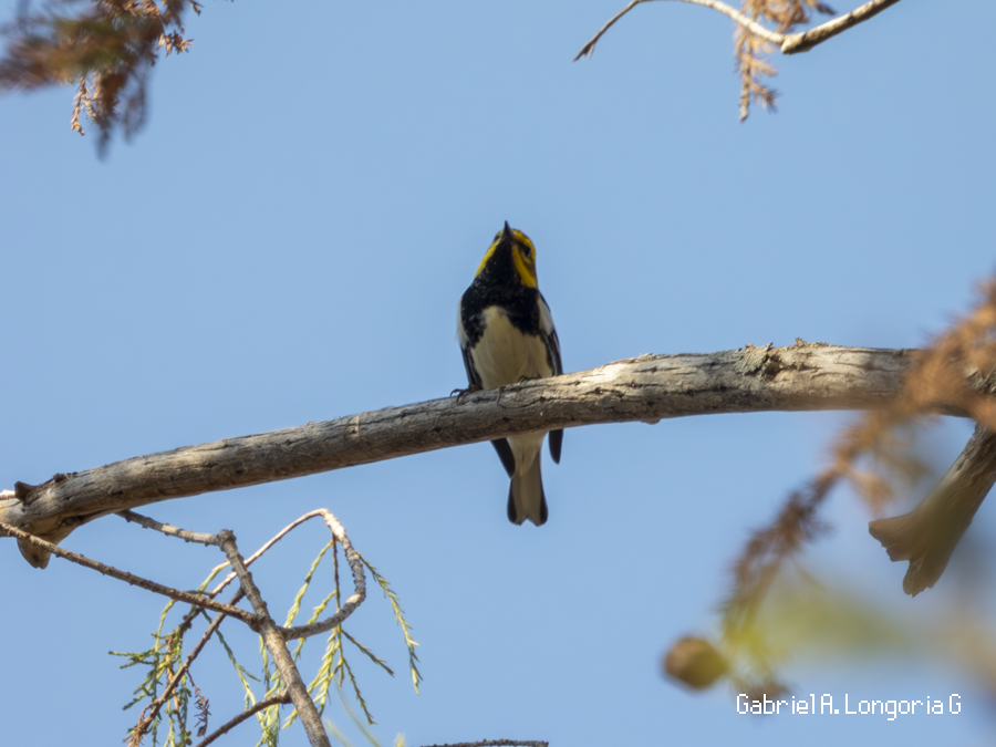 Black-throated Green Warbler - ML647262620