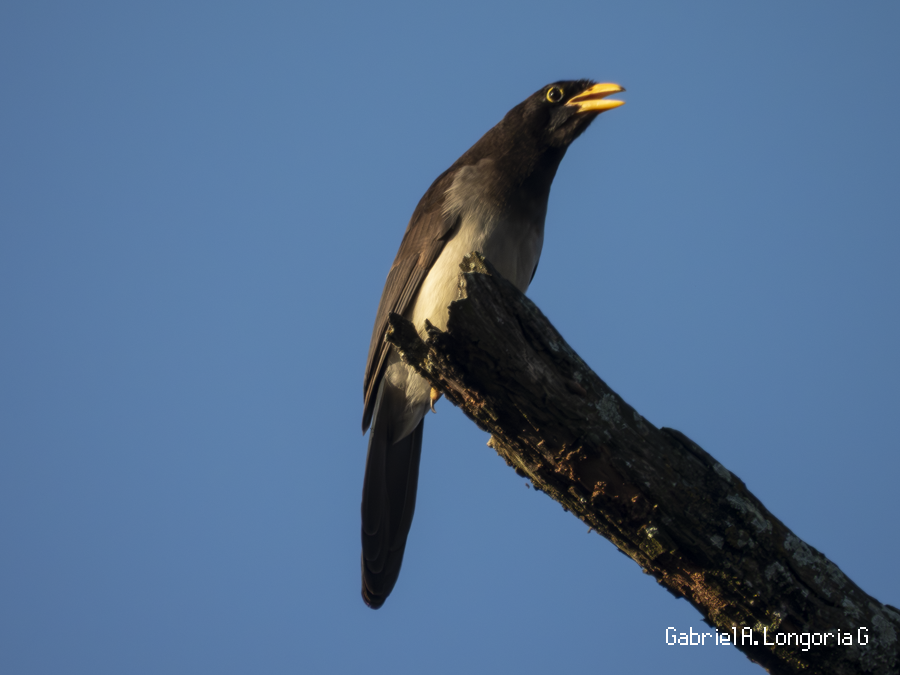 Brown Jay - ML647262635