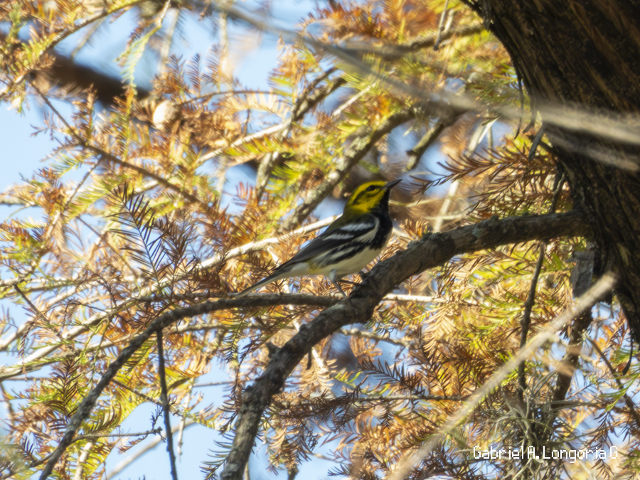 Black-throated Green Warbler - ML647262643