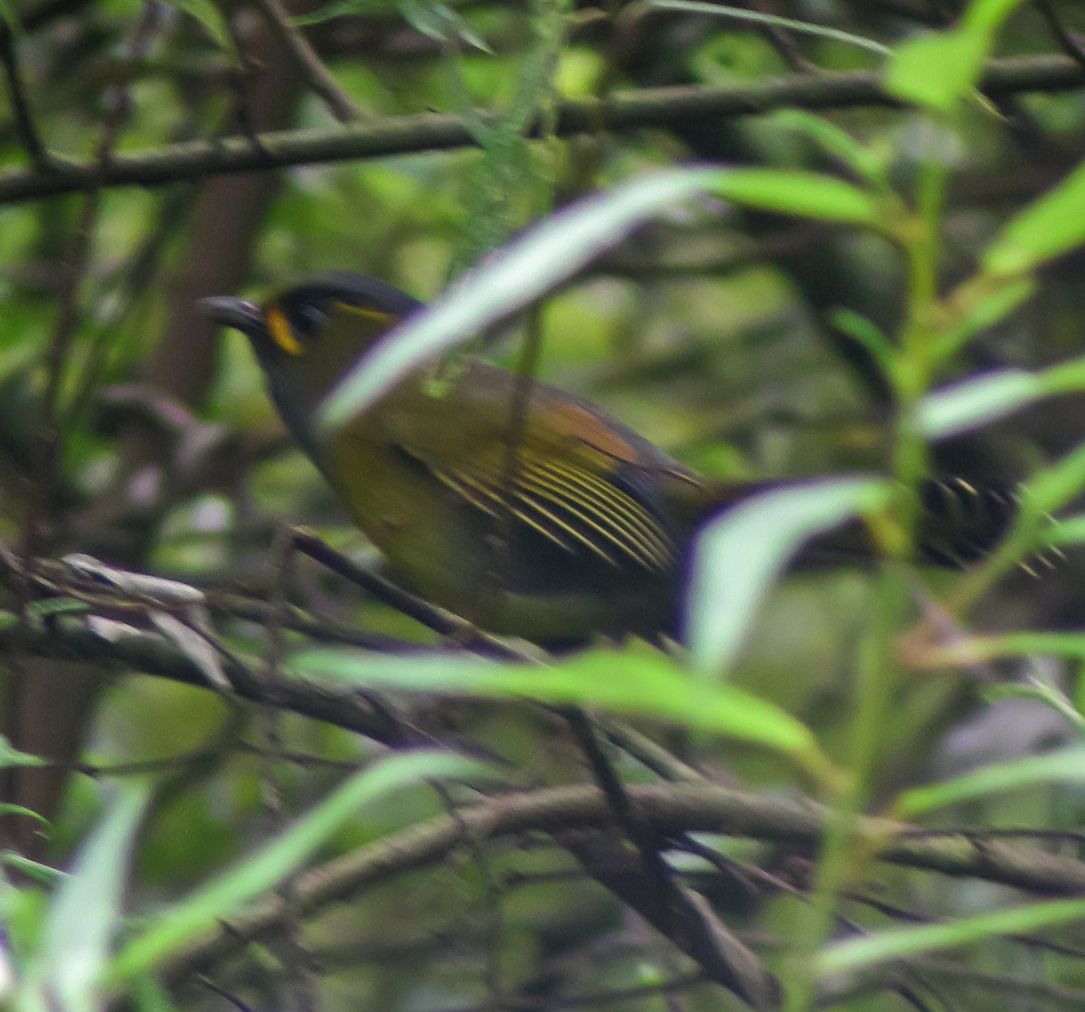 Taiwanbunthäherling - ML647262649