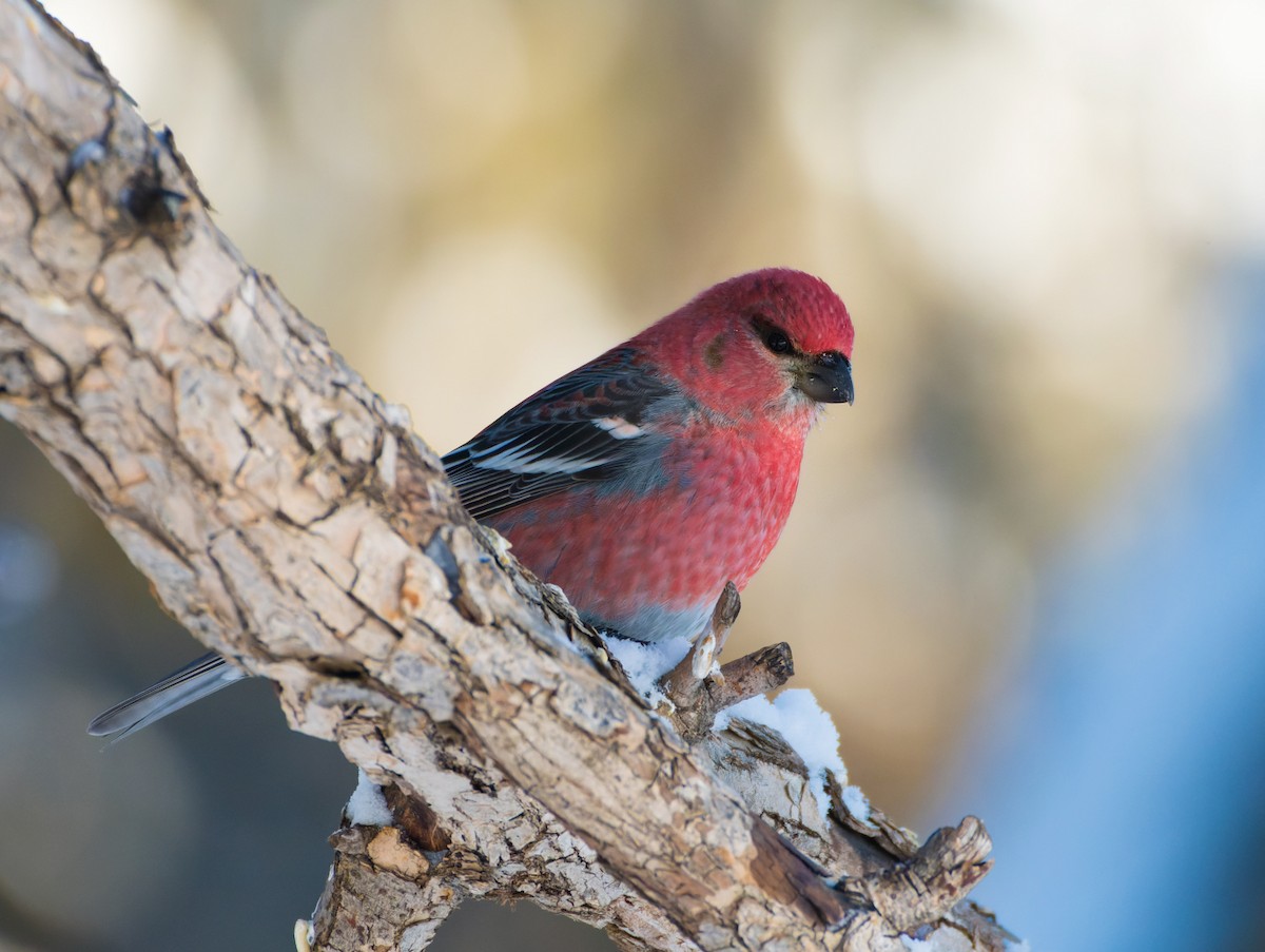 Pine Grosbeak - ML647262650