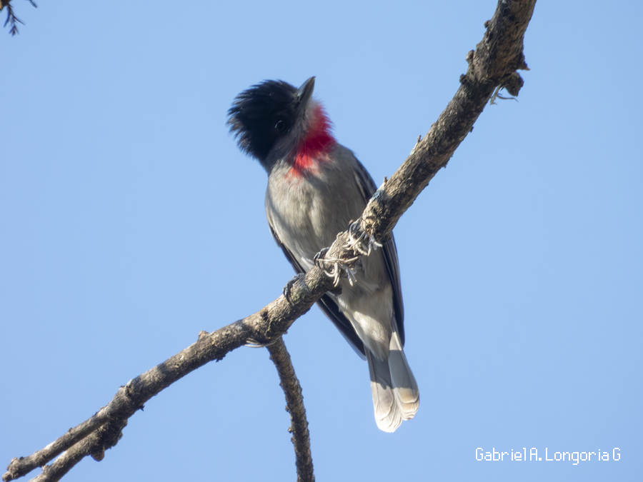 Rose-throated Becard - ML647262662