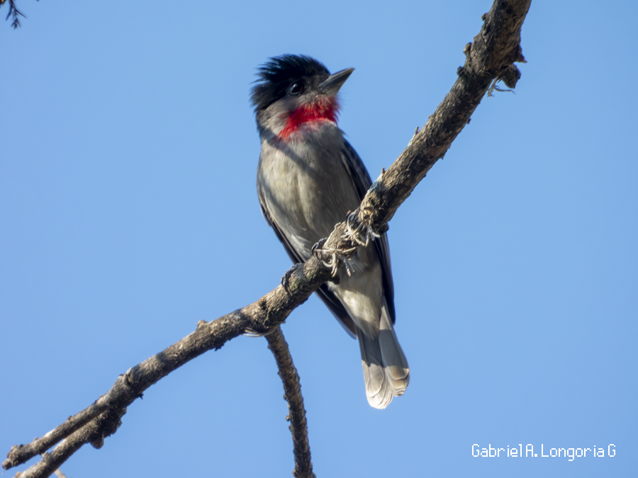 Rose-throated Becard - ML647262663