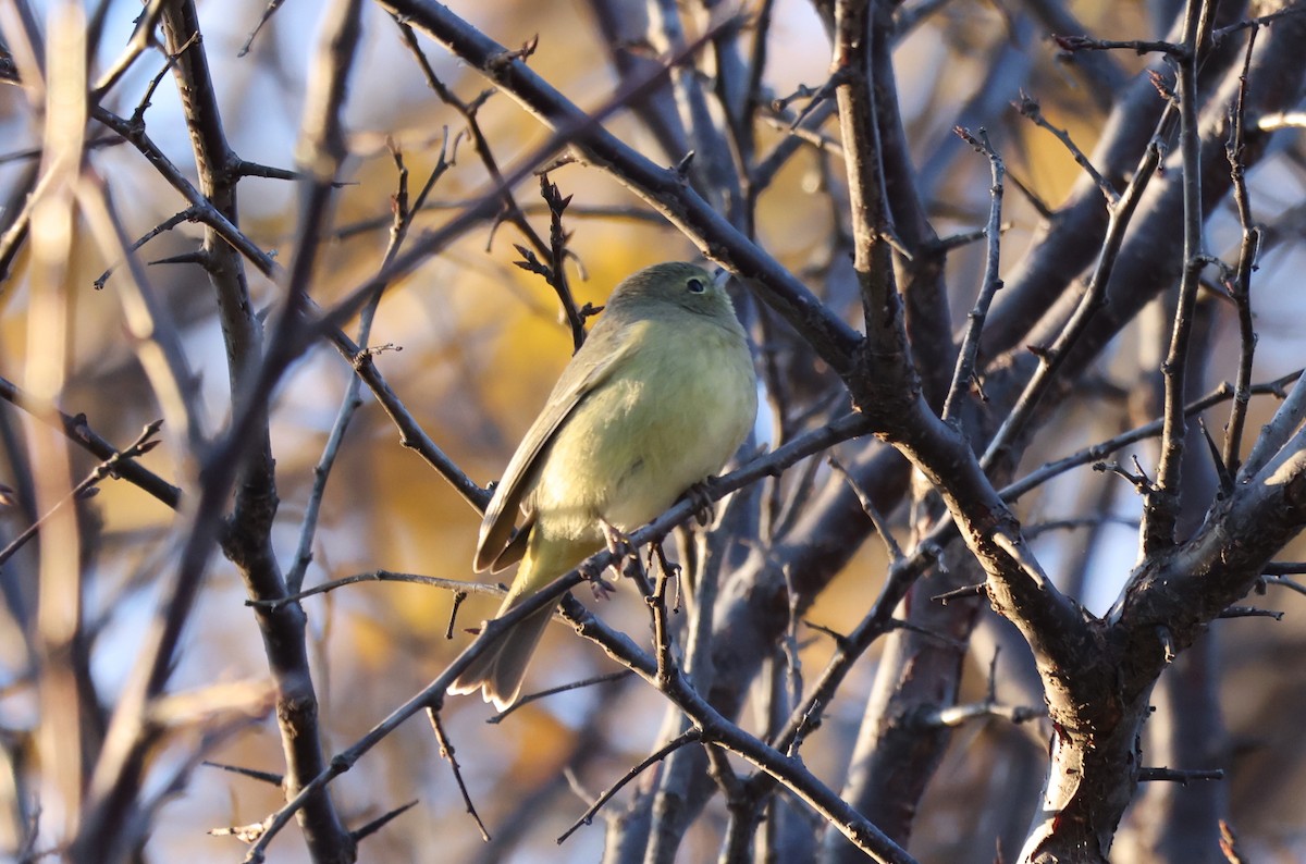 Рыжешапочная древесница - ML647262673