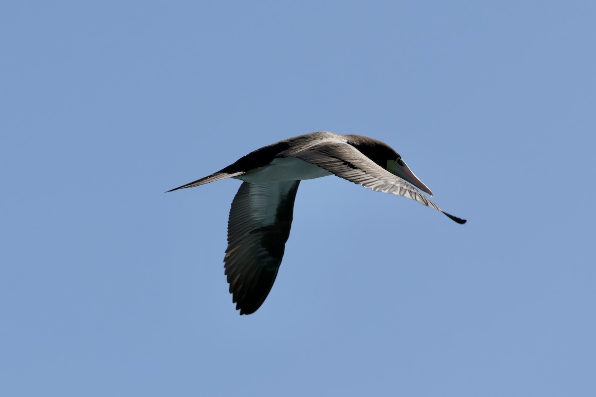 Brown Booby - ML647262675