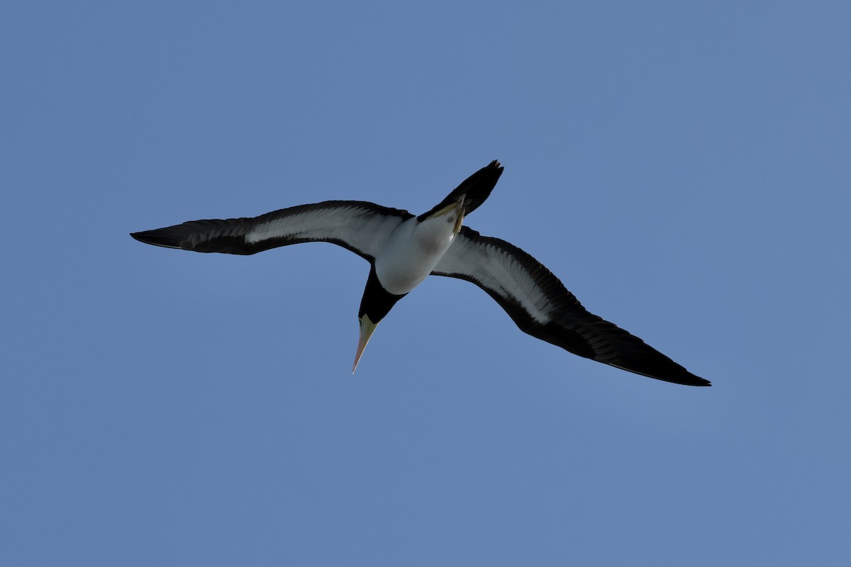 Brown Booby - ML647262676