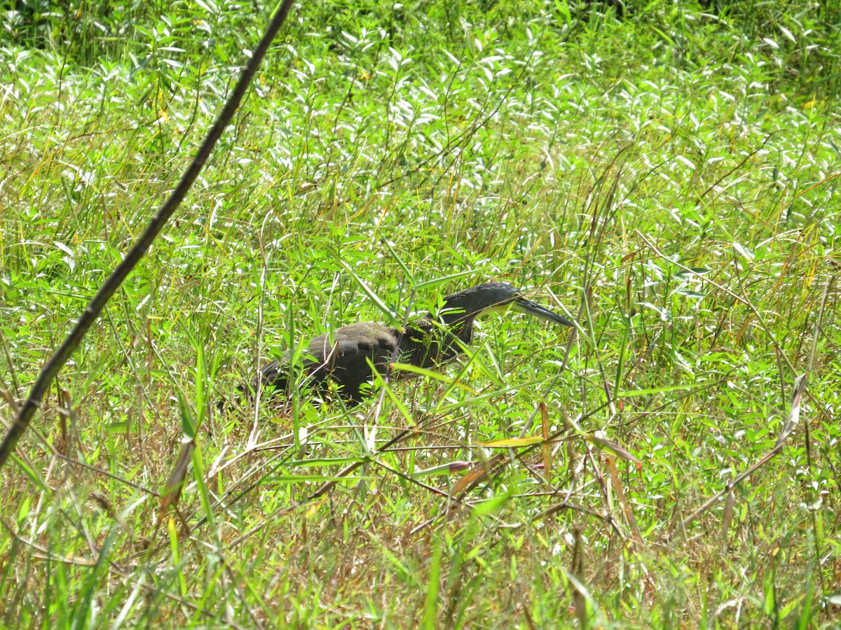 Мексиканская тигровая выпь - ML647262681