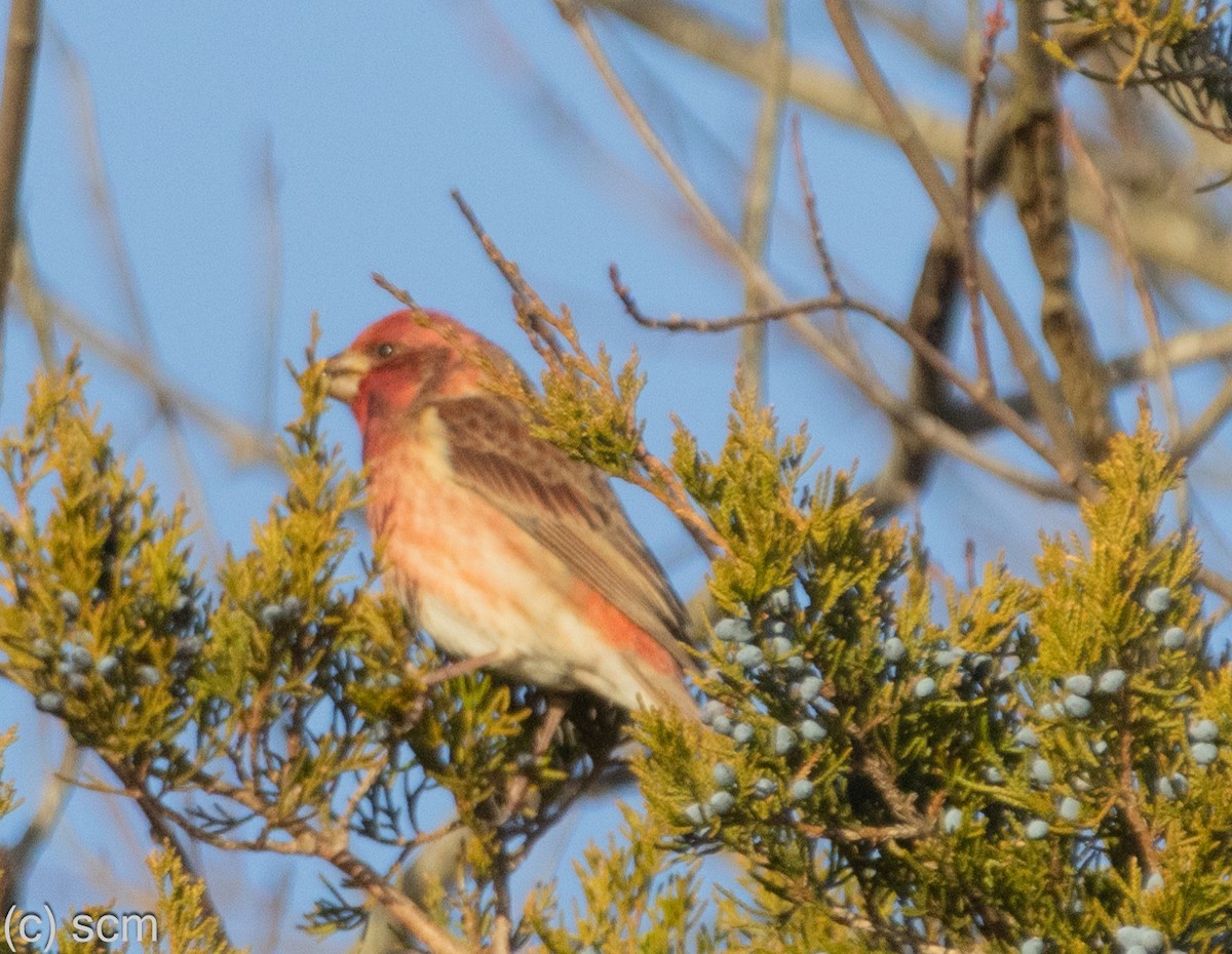 Пурпурная чечевица - ML647262683