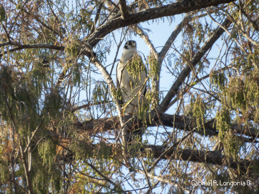 Ошейниковый лесной сокол - ML647262684