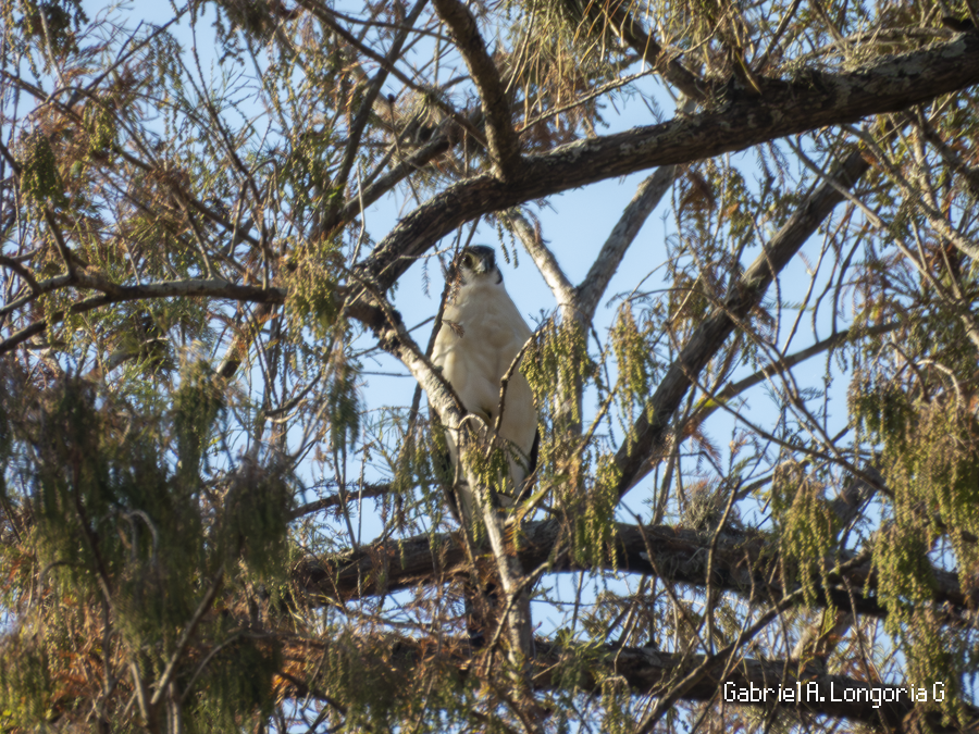 Ошейниковый лесной сокол - ML647262685