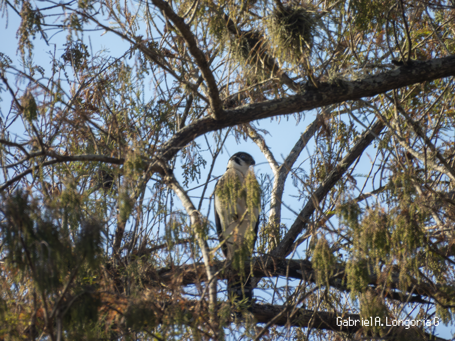 Ошейниковый лесной сокол - ML647262686