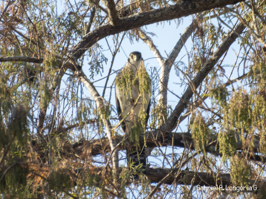 Ошейниковый лесной сокол - ML647262687