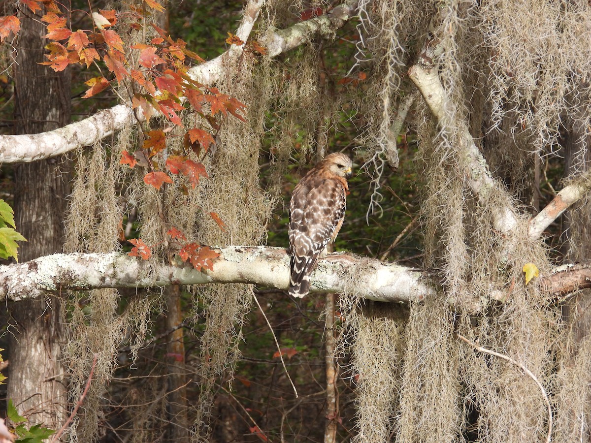 Красноплечий канюк - ML647262688