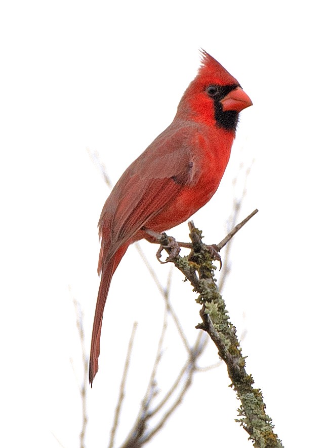 Красный кардинал - ML647262690