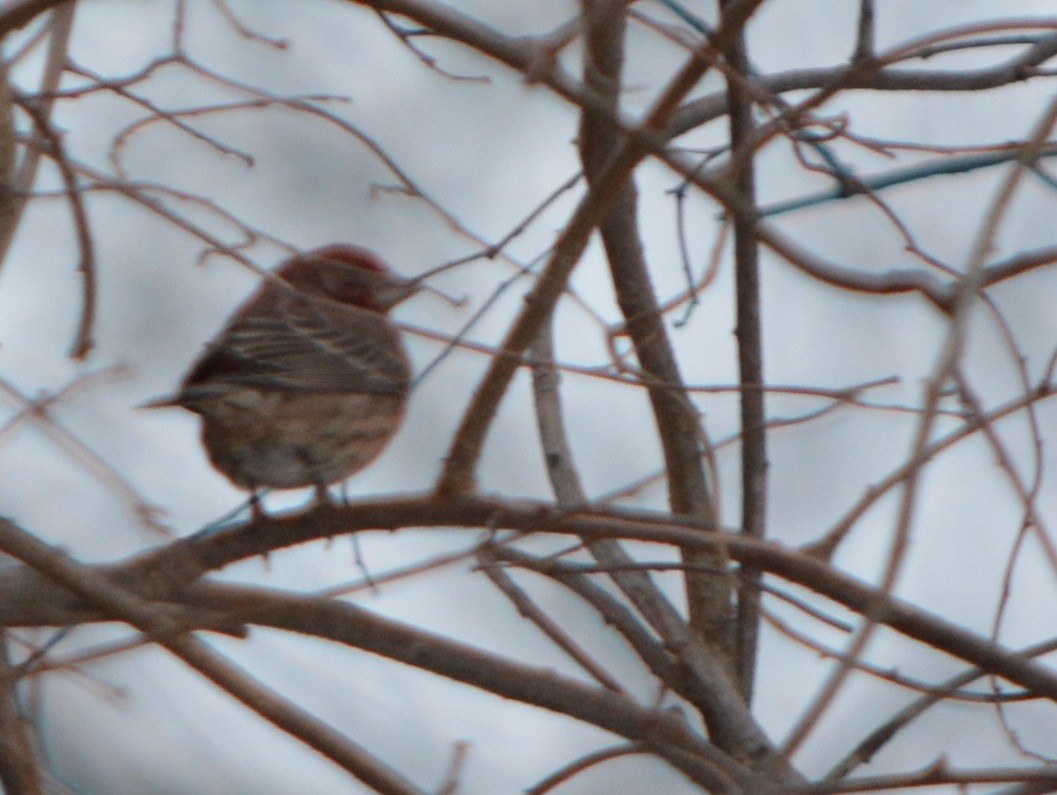 hýl rudoprsý - ML647262691