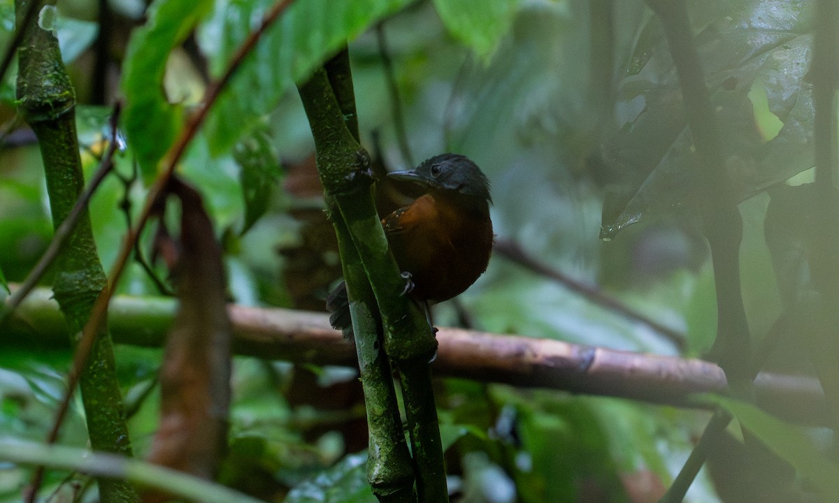 Пятнистокрылая муравьеловка - ML647262692