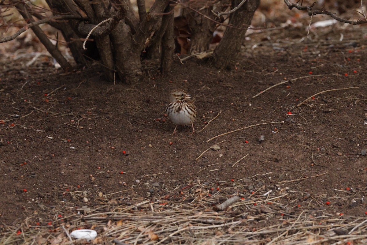 Певчая овсянка - ML647262693