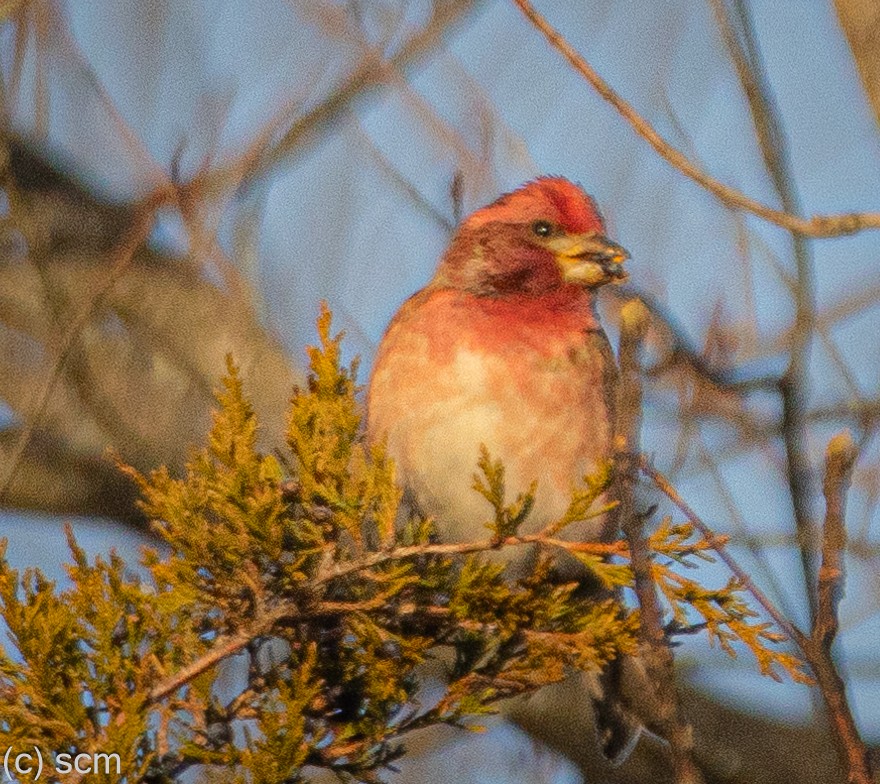 Пурпурная чечевица - ML647262694