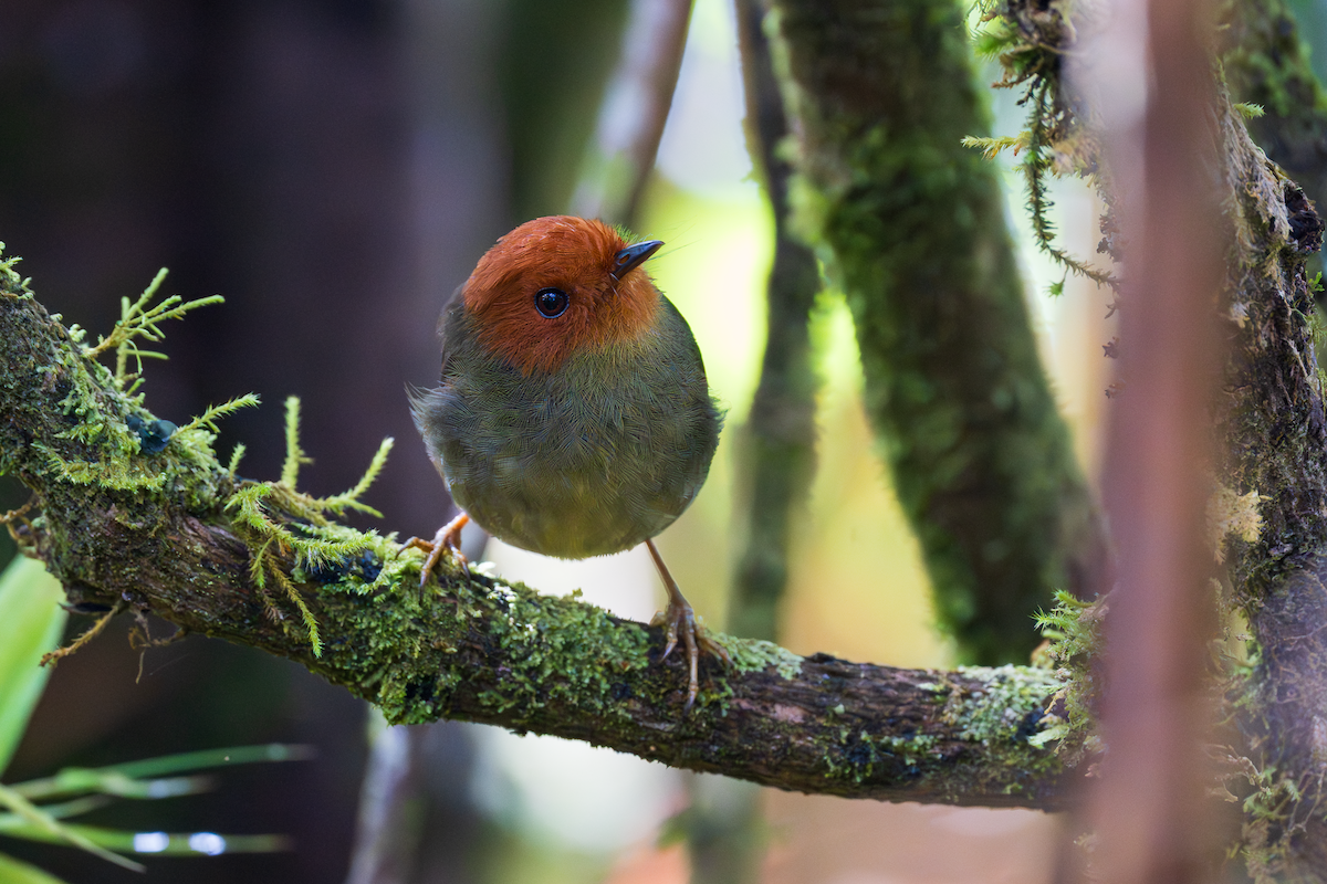 Рыжеголовый каполего - ML647262695