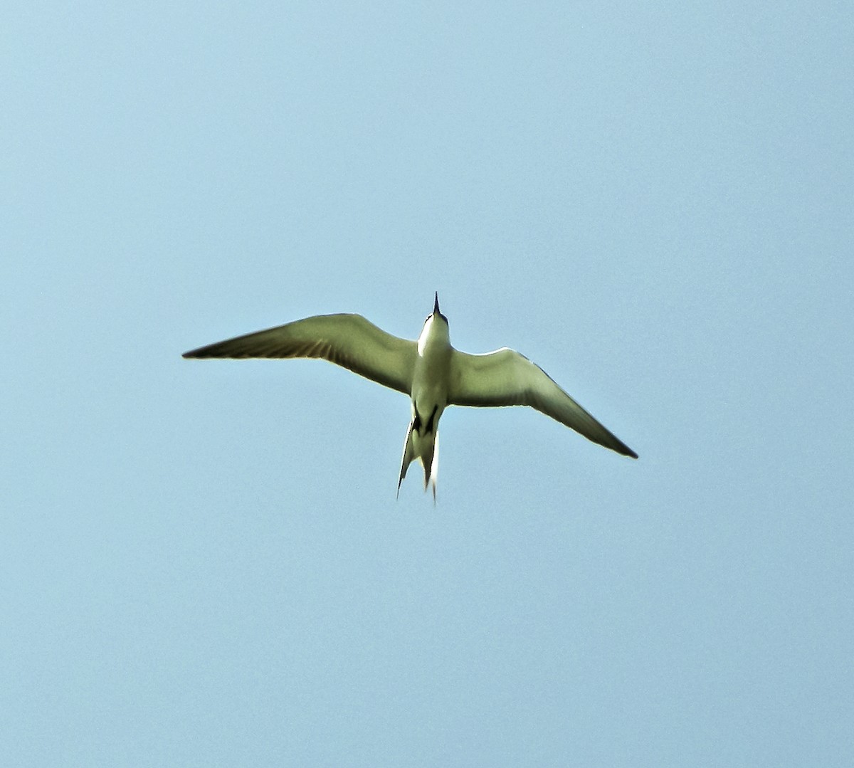 Бурокрылая крачка - ML647262696