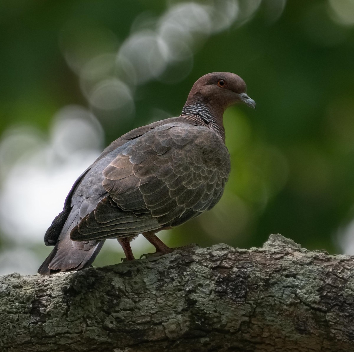 Темнохвостый голубь - ML647262698