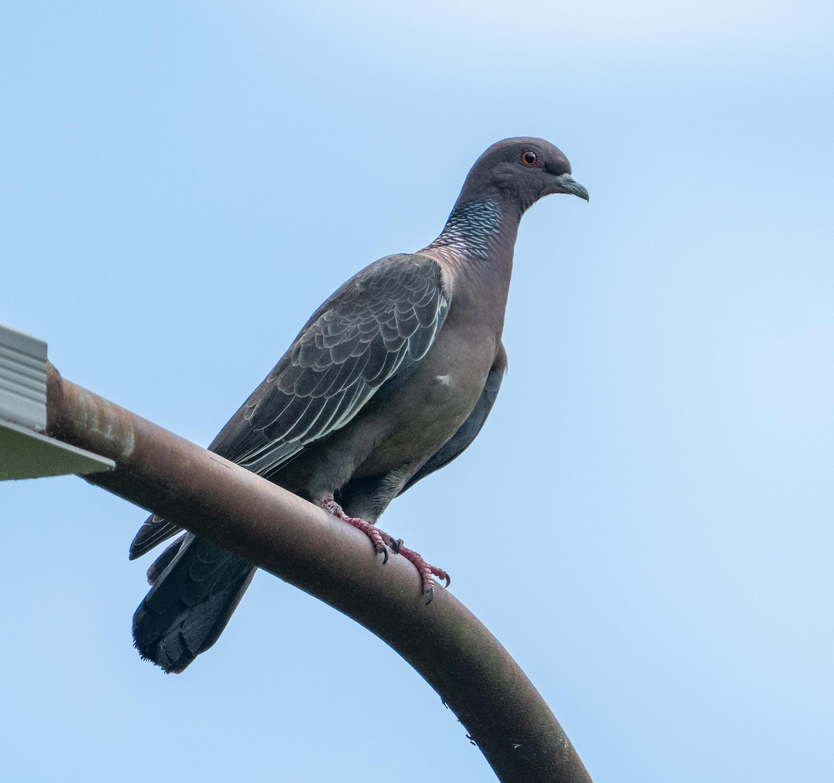 Темнохвостый голубь - ML647262699