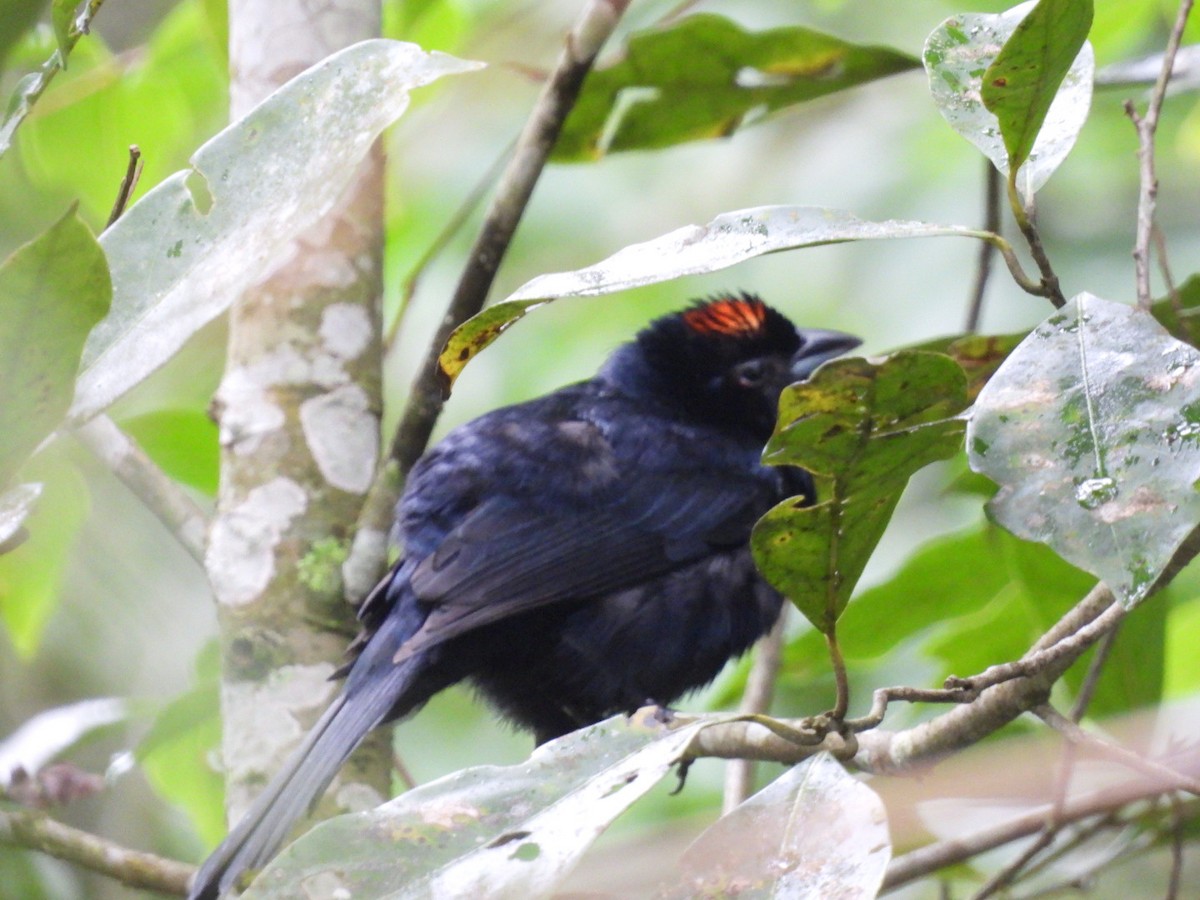 Красношапочная танагра - ML647262700