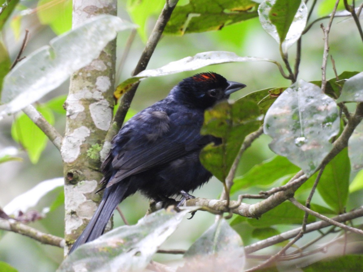 Красношапочная танагра - ML647262701