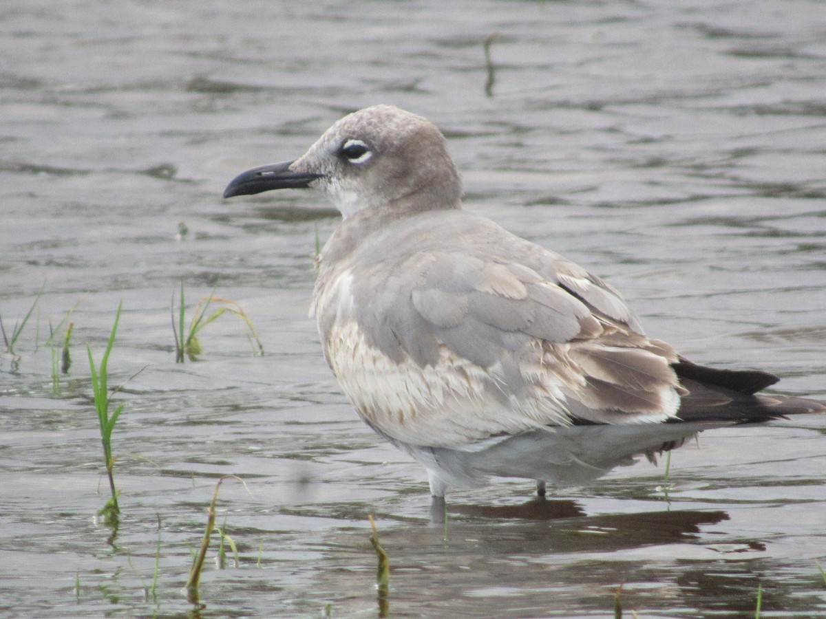 Ацтекская чайка - ML647262702