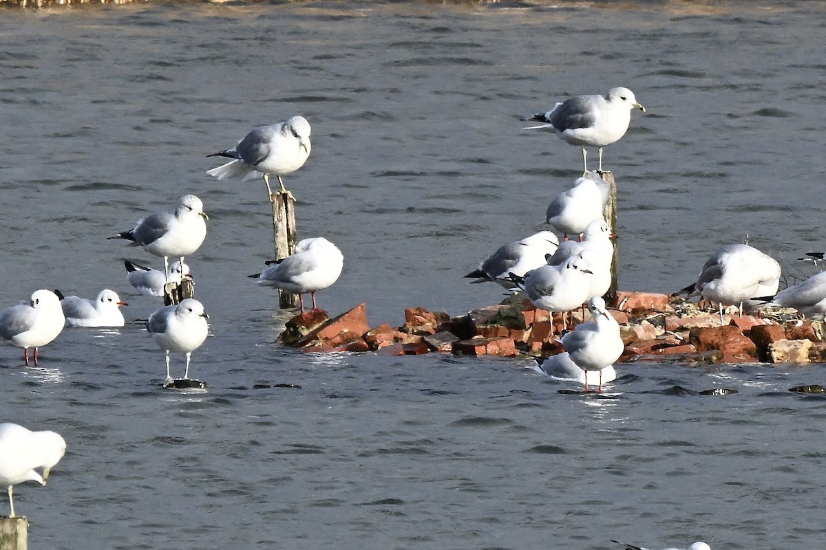 Сизая чайка - ML647262703