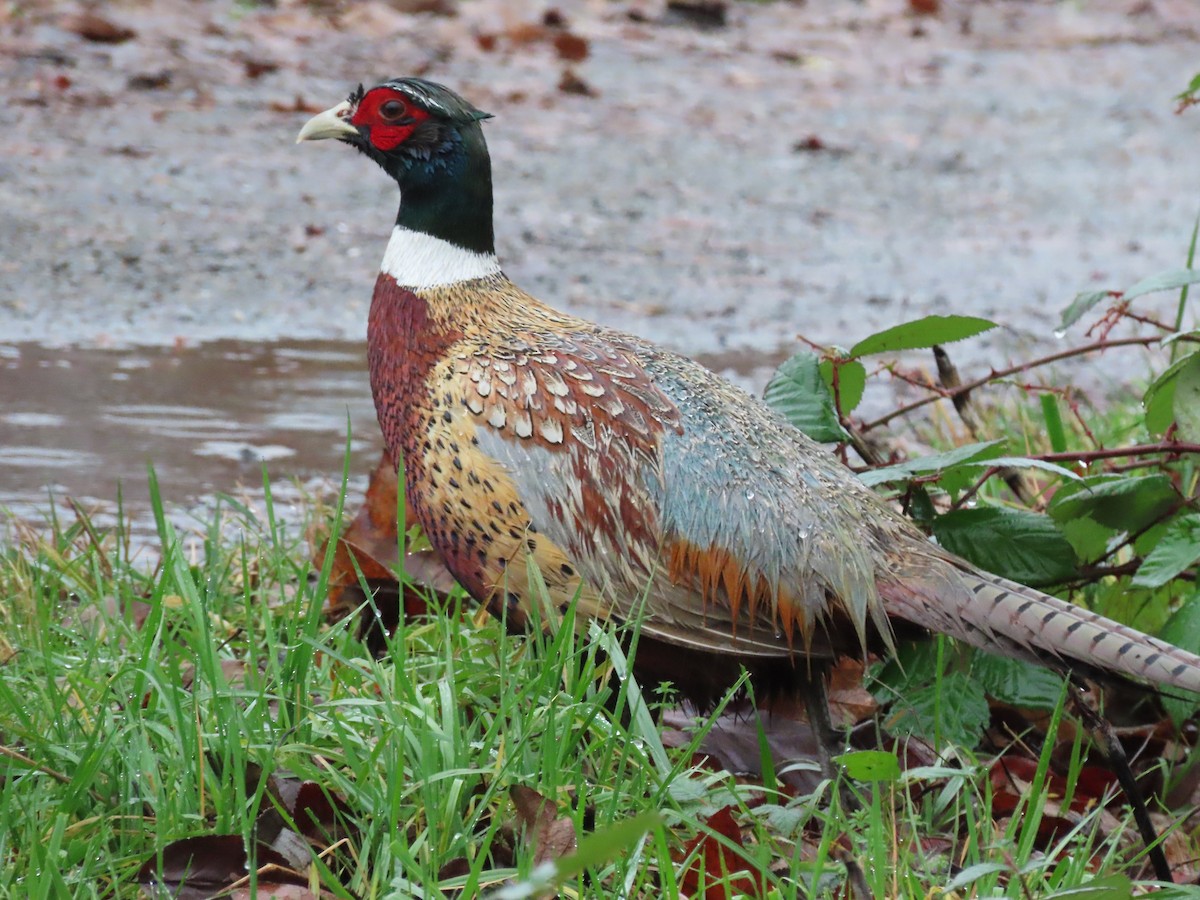 Фазан - ML647262707