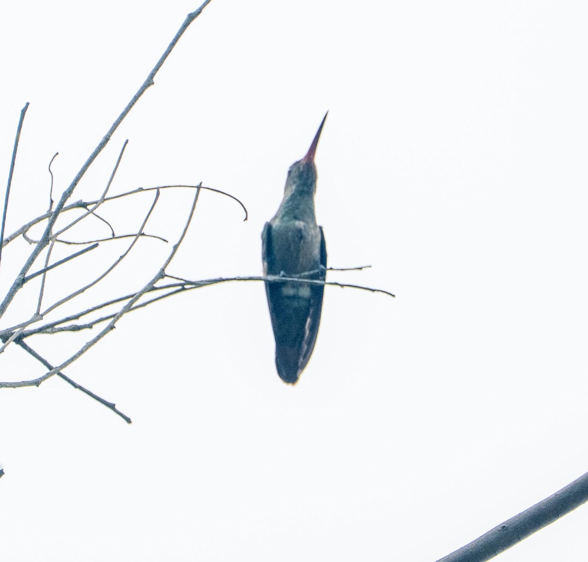 Сверкающий изумруд - ML647262709