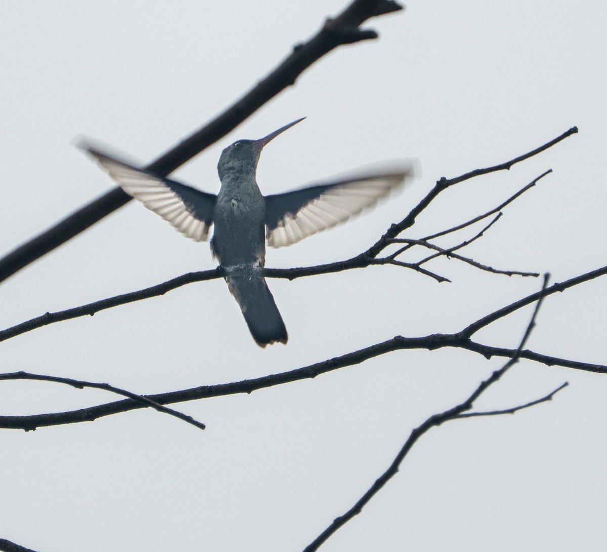 Сверкающий изумруд - ML647262710