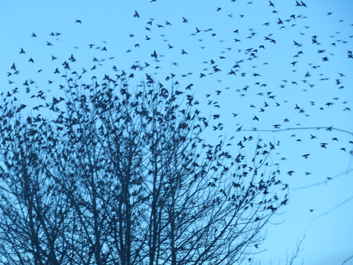 Seidenschwanz - ML647262711