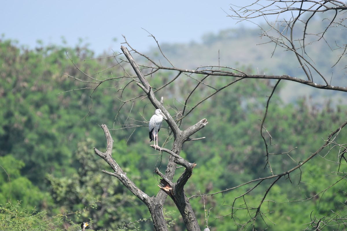 Asian Openbill - ML647262717