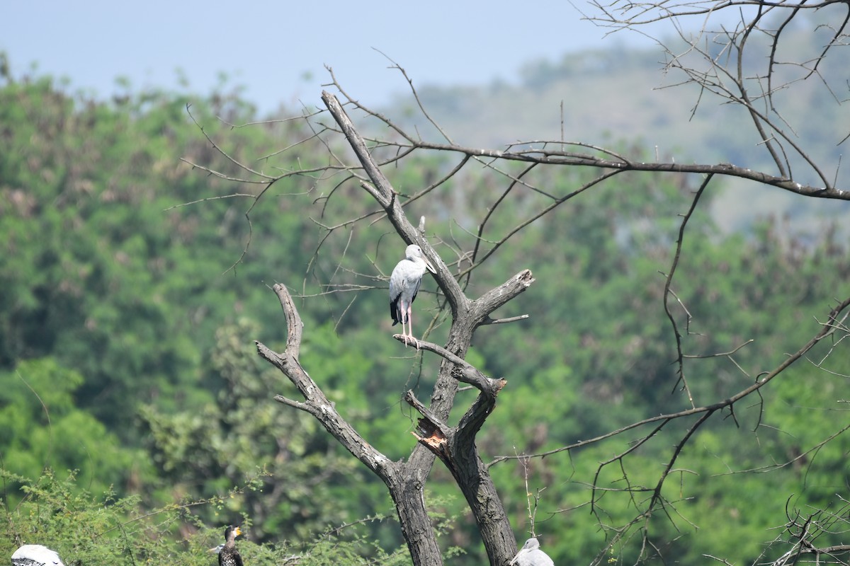 Asian Openbill - ML647262719
