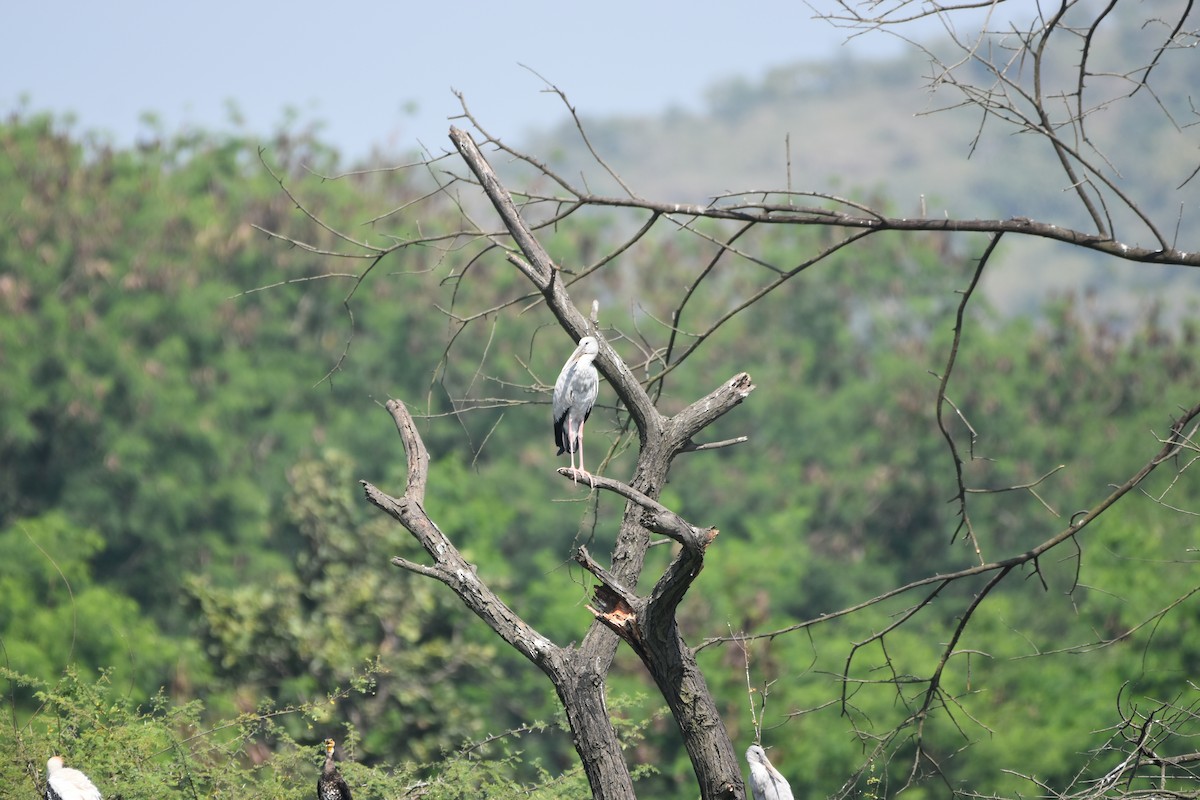 Asian Openbill - ML647262721