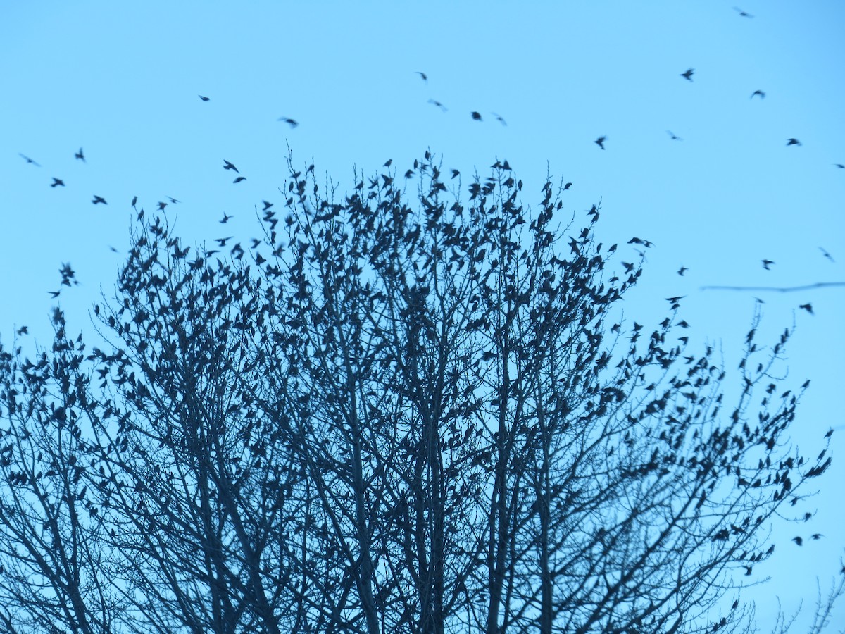 Seidenschwanz - ML647262722