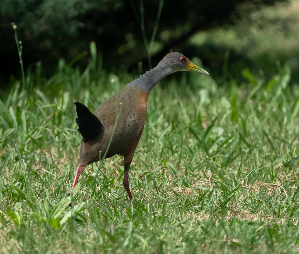 Gray-cowled Wood-Rail - ML647262725