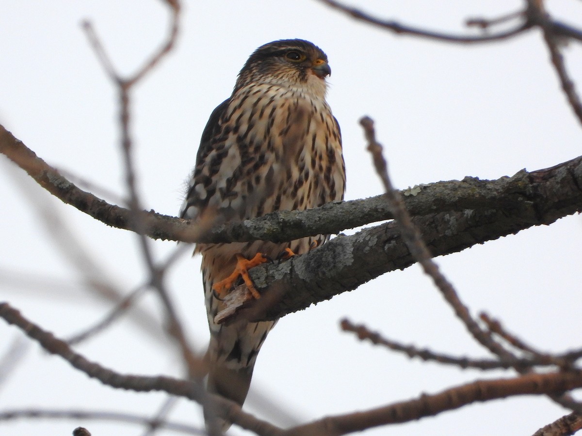 Merlin - ML647262726