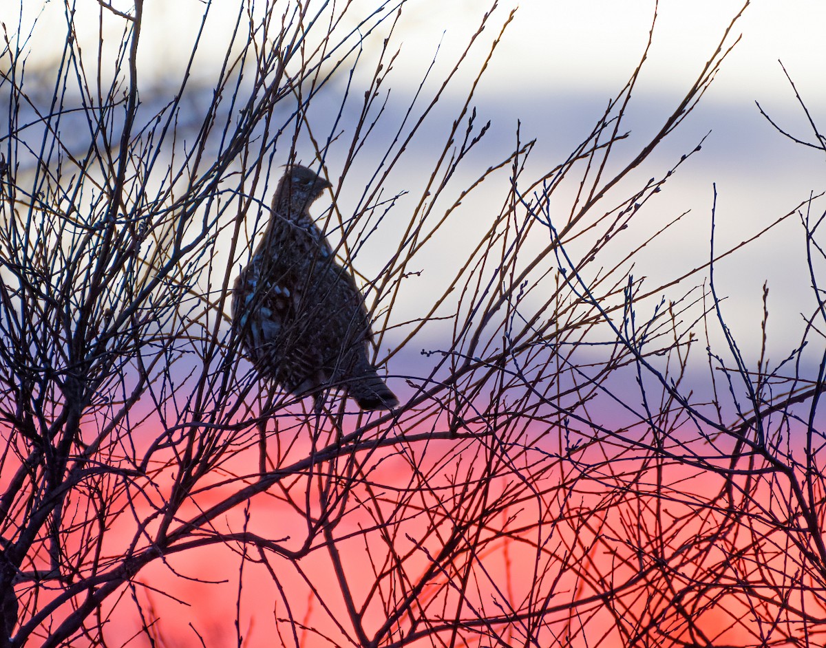 Ruffed Grouse - ML647262727