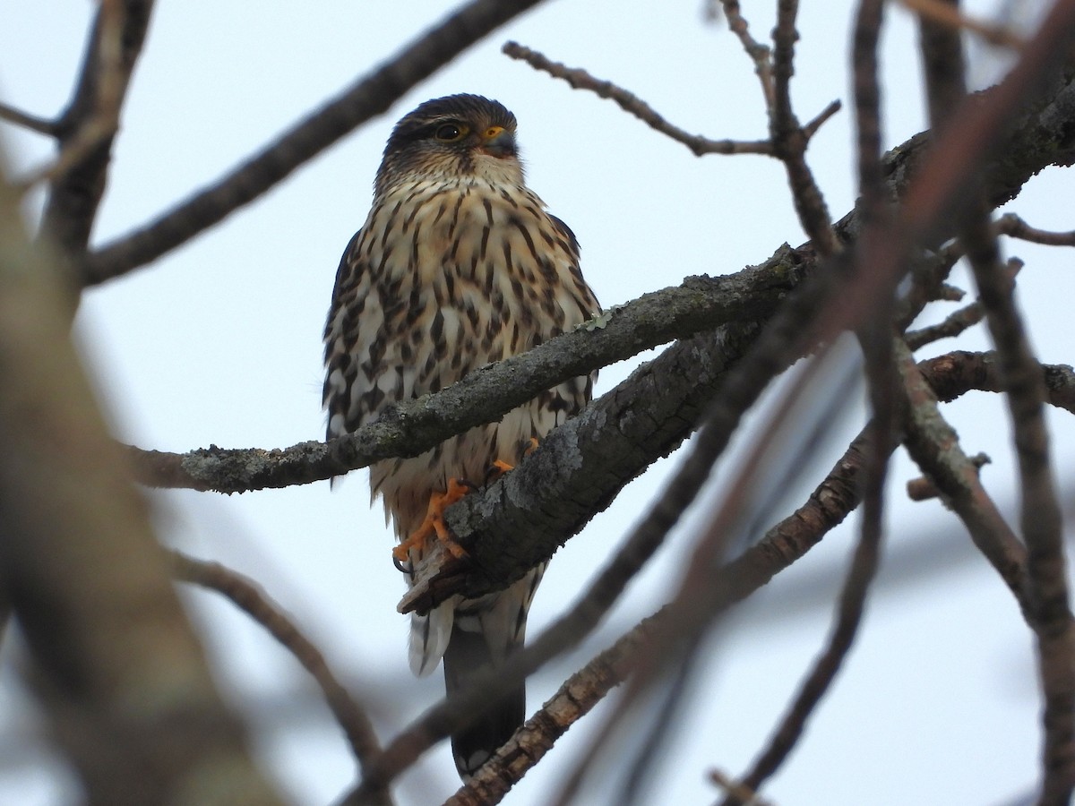 Merlin - ML647262736